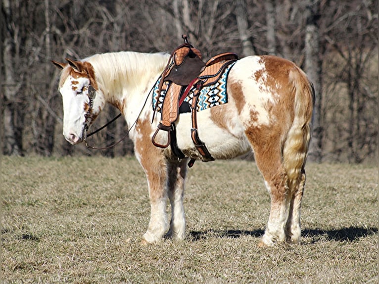 American Quarter Horse Ruin 9 Jaar 163 cm Overo-alle-kleuren in Mount vernon KY