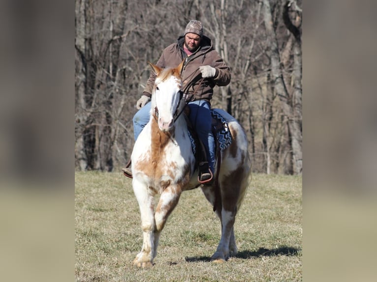 American Quarter Horse Ruin 9 Jaar 163 cm Overo-alle-kleuren in Mount vernon KY