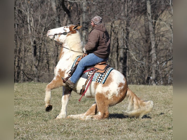 American Quarter Horse Ruin 9 Jaar 163 cm Overo-alle-kleuren in Mount vernon KY