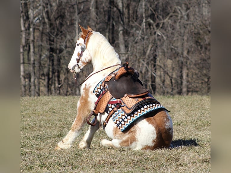 American Quarter Horse Ruin 9 Jaar 163 cm Overo-alle-kleuren in Mount vernon KY