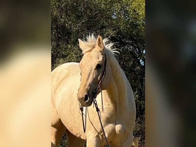 American Quarter Horse Ruin 9 Jaar 163 cm Palomino in Weatherford, TX