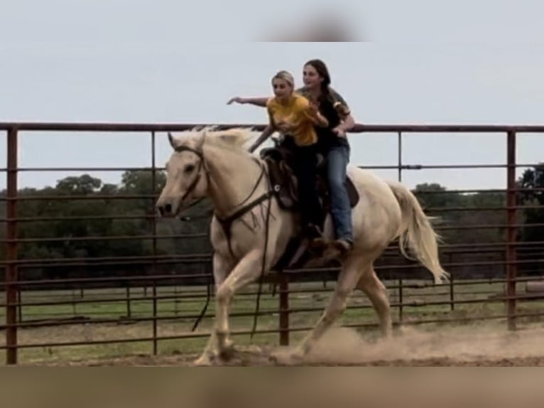 American Quarter Horse Ruin 9 Jaar 163 cm Palomino in Wetherford TX