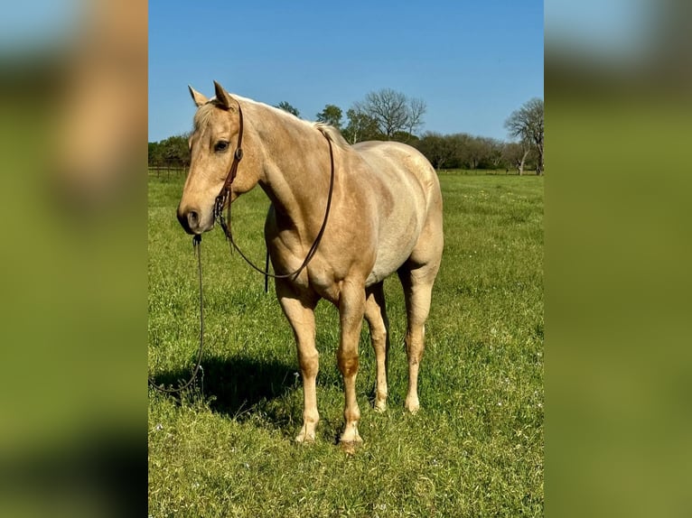 American Quarter Horse Ruin 9 Jaar 163 cm Palomino in Wetherford TX