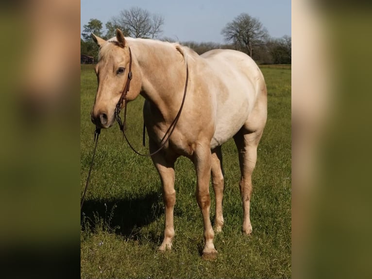 American Quarter Horse Ruin 9 Jaar 163 cm Palomino in Wetherford TX