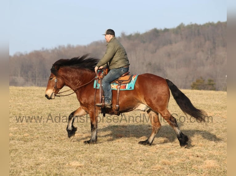 American Quarter Horse Ruin 9 Jaar 163 cm Roodbruin in Mount Vernon