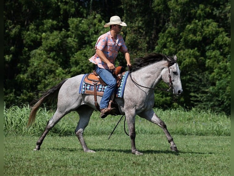 American Quarter Horse Ruin 9 Jaar 163 cm Schimmel in Mount Vernon