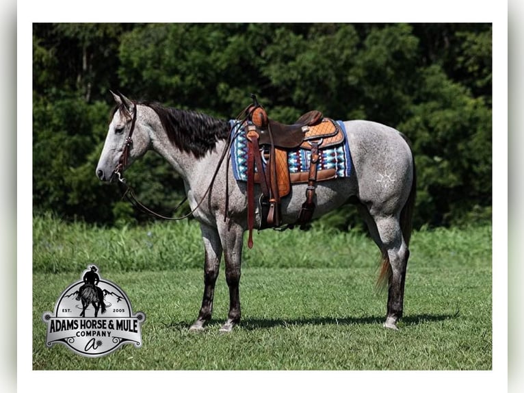 American Quarter Horse Ruin 9 Jaar 163 cm Schimmel in Mount Vernon