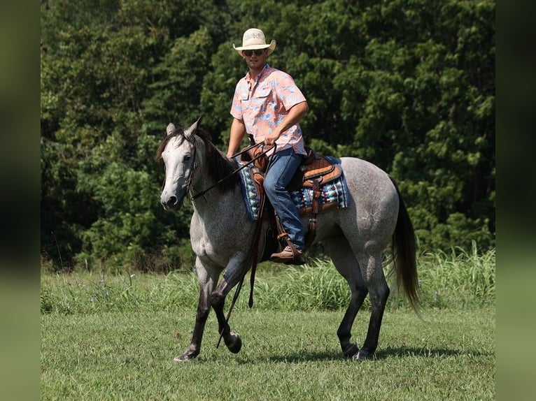 American Quarter Horse Ruin 9 Jaar 163 cm Schimmel in Mount Vernon