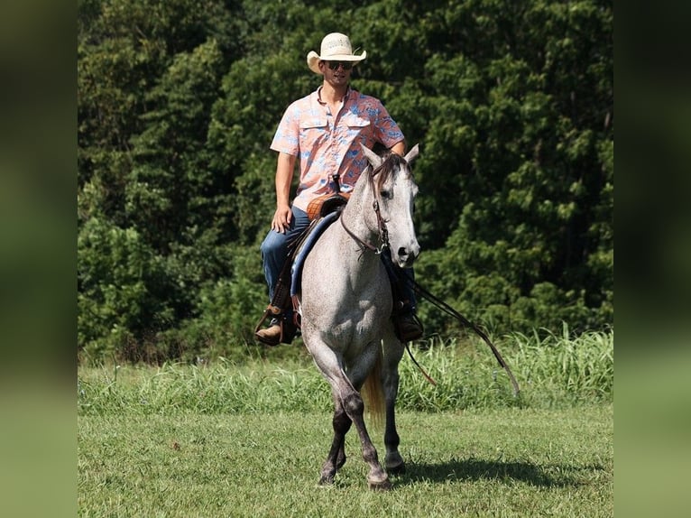 American Quarter Horse Ruin 9 Jaar 163 cm Schimmel in Mount Vernon