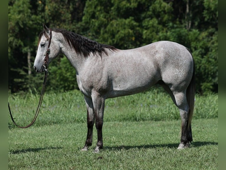 American Quarter Horse Ruin 9 Jaar 163 cm Schimmel in Mount Vernon