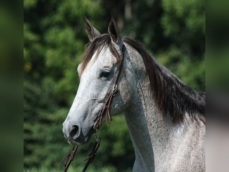 American Quarter Horse Ruin 9 Jaar 163 cm Schimmel in Mount Vernon