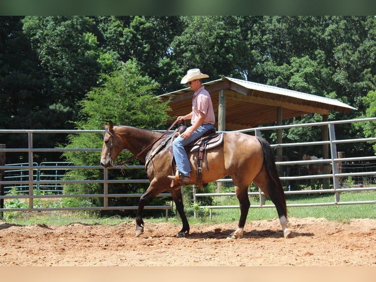 American Quarter Horse Ruin 9 Jaar 165 cm Buckskin in Cherryville KY