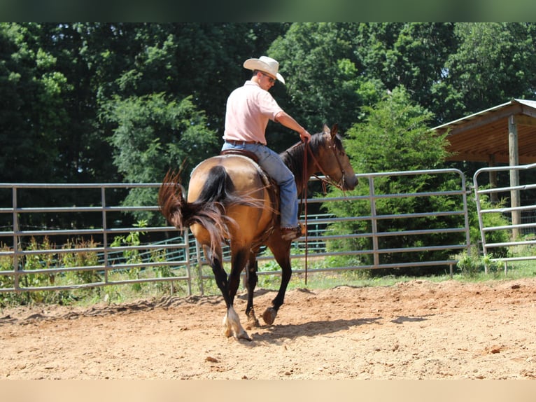 American Quarter Horse Ruin 9 Jaar 165 cm Buckskin in Cherryville KY