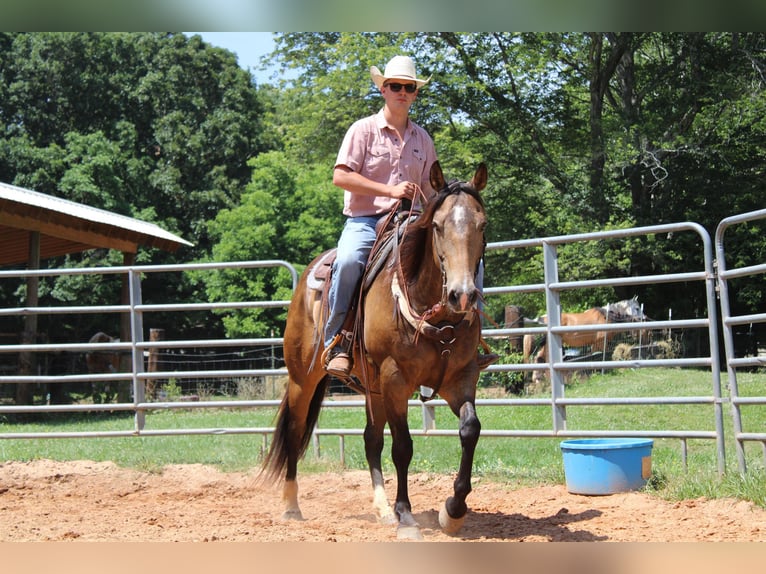 American Quarter Horse Ruin 9 Jaar 165 cm Buckskin in Cherryville KY