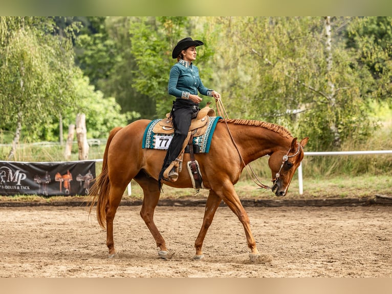 American Quarter Horse Ruin 9 Jaar 165 cm Vos in Grenzach-Wyhlen