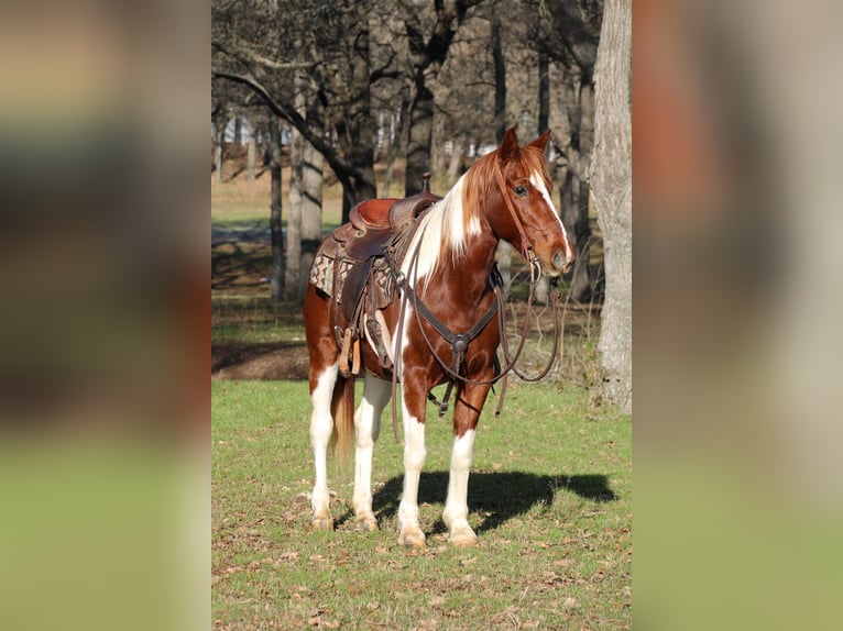 American Quarter Horse Ruin 9 Jaar 168 cm Tobiano-alle-kleuren in Joshua TX