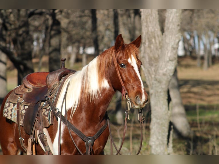 American Quarter Horse Ruin 9 Jaar 168 cm Tobiano-alle-kleuren in Joshua TX