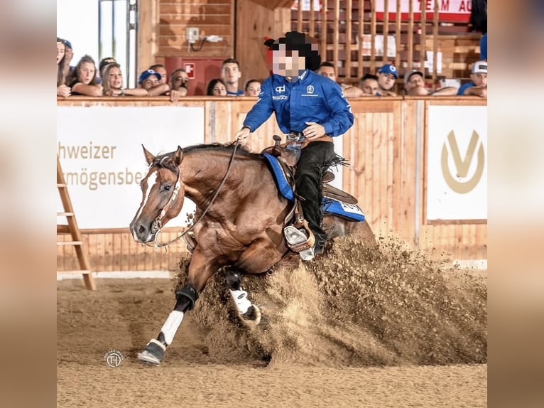 American Quarter Horse Ruin 9 Jaar Bruin in Mantello