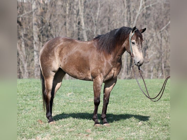 American Quarter Horse Ruin 9 Jaar Buckskin in Mount Vernon