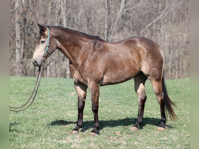 American Quarter Horse Ruin 9 Jaar Buckskin in Mount Vernon