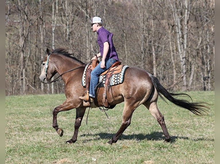 American Quarter Horse Ruin 9 Jaar Buckskin in Mount Vernon