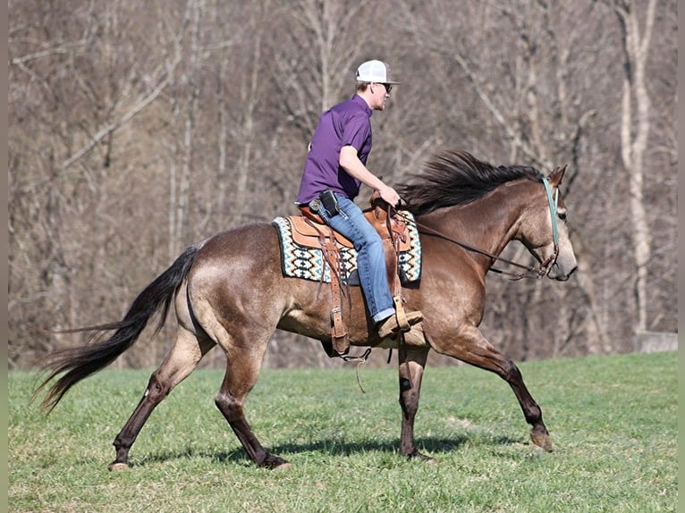 American Quarter Horse Ruin 9 Jaar Buckskin in Mount Vernon