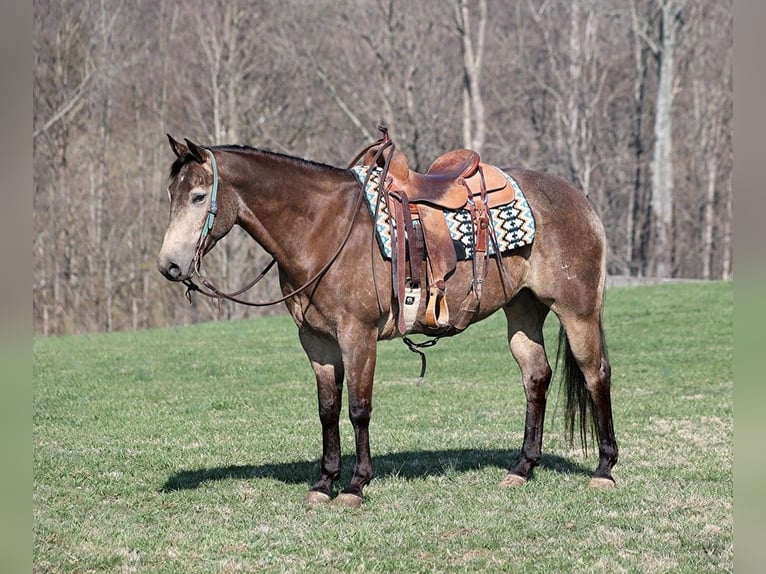 American Quarter Horse Ruin 9 Jaar Buckskin in Mount Vernon