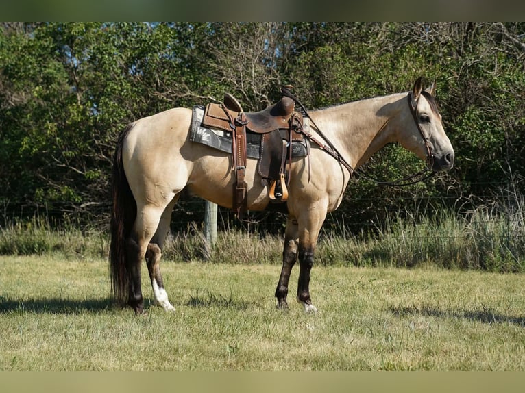American Quarter Horse Ruin 9 Jaar Buckskin in Brandon
