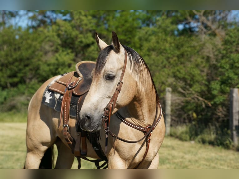 American Quarter Horse Ruin 9 Jaar Buckskin in Brandon