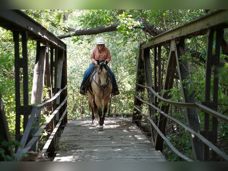 American Quarter Horse Ruin 9 Jaar Buckskin in Brandon