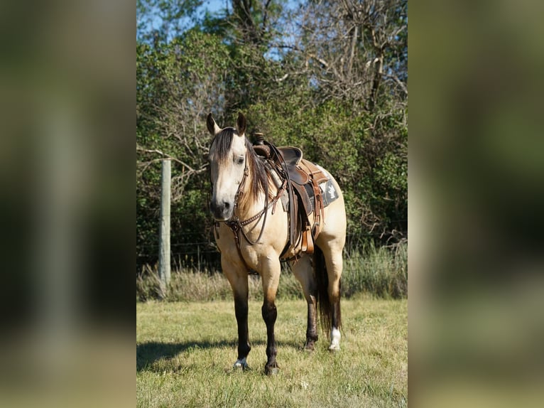 American Quarter Horse Ruin 9 Jaar Buckskin in Brandon