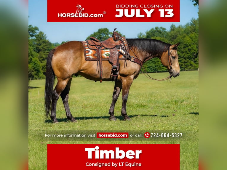 American Quarter Horse Ruin 9 Jaar Buckskin in Clarion