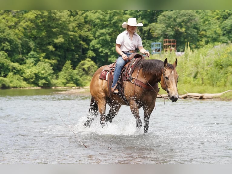 American Quarter Horse Ruin 9 Jaar Buckskin in Clarion