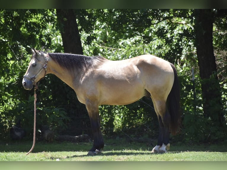 American Quarter Horse Ruin 9 Jaar Buckskin in Grandview