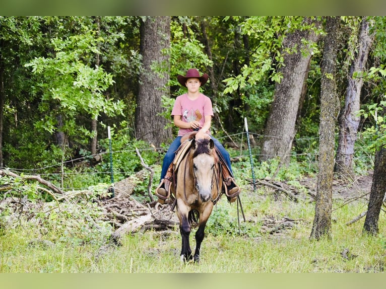 American Quarter Horse Ruin 9 Jaar Buckskin in Grandview