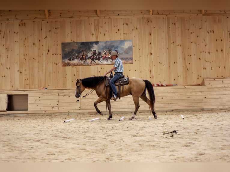 American Quarter Horse Ruin 9 Jaar Buckskin in Needmore