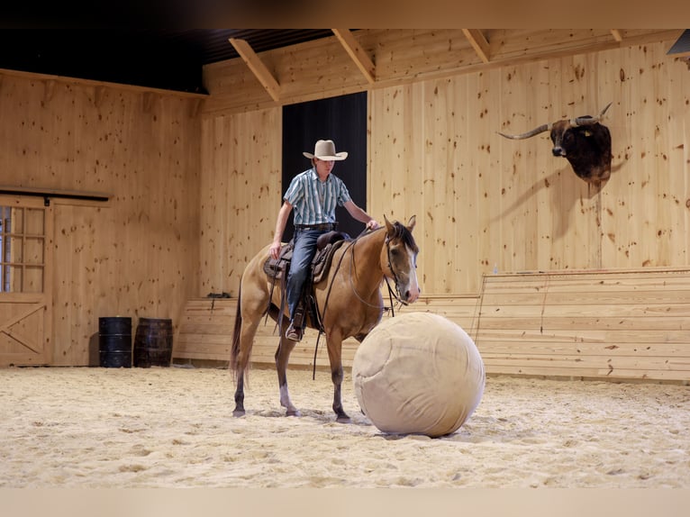 American Quarter Horse Ruin 9 Jaar Buckskin in Needmore