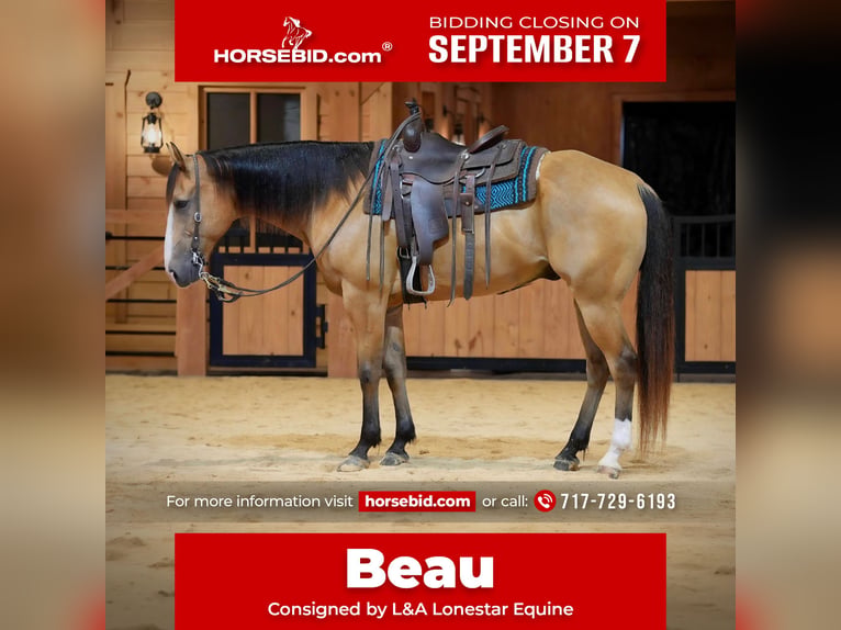 American Quarter Horse Ruin 9 Jaar Buckskin in Needmore