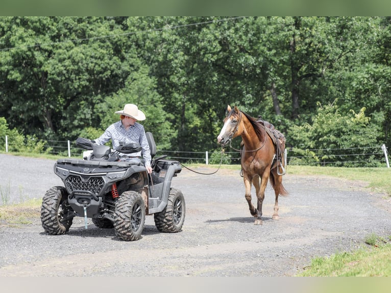 American Quarter Horse Ruin 9 Jaar Buckskin in Needmore