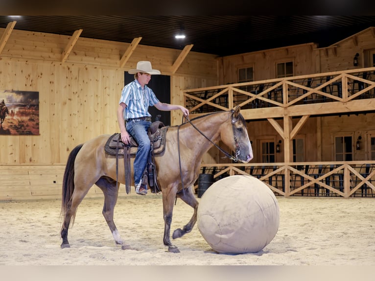 American Quarter Horse Ruin 9 Jaar Buckskin in Needmore