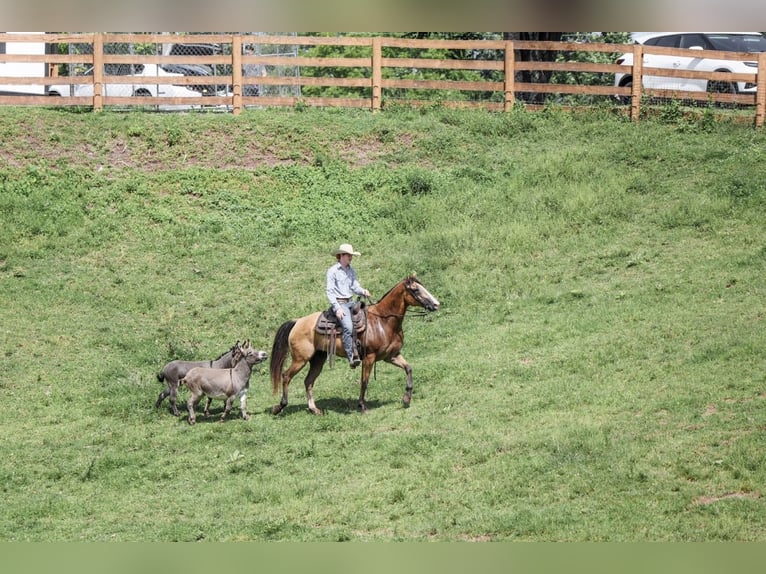 American Quarter Horse Ruin 9 Jaar Buckskin in Needmore