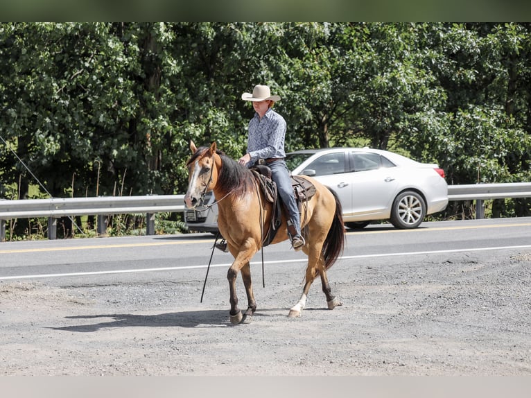 American Quarter Horse Ruin 9 Jaar Buckskin in Needmore