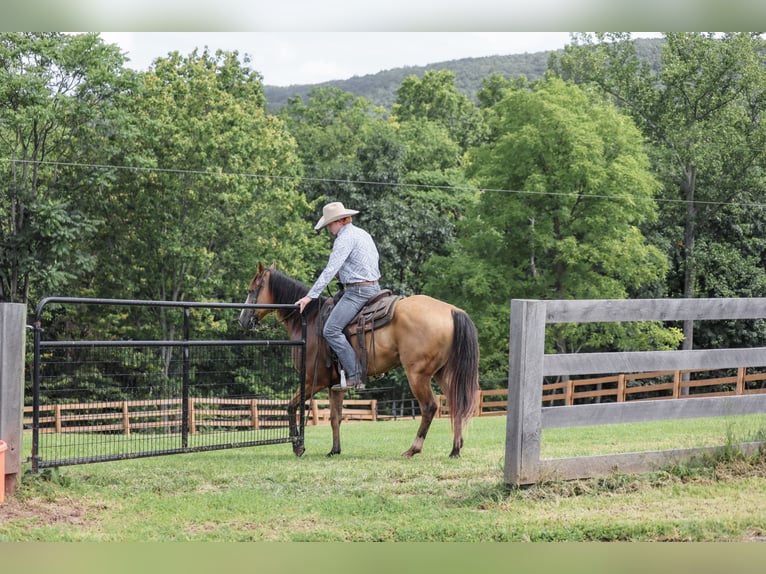American Quarter Horse Ruin 9 Jaar Buckskin in Needmore