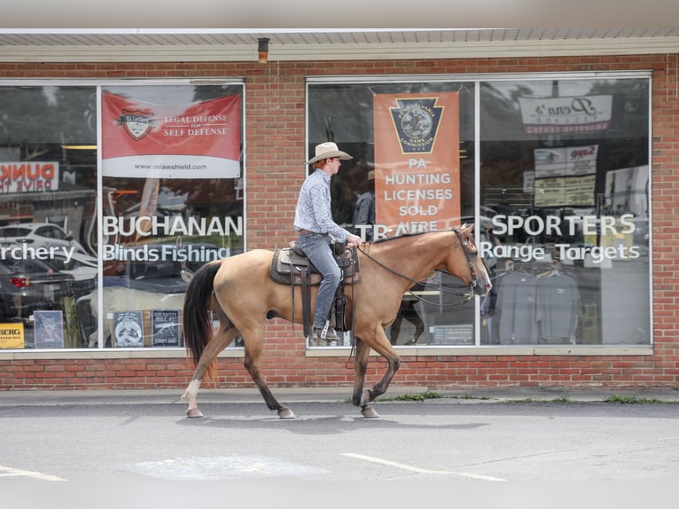 American Quarter Horse Ruin 9 Jaar Buckskin in Needmore