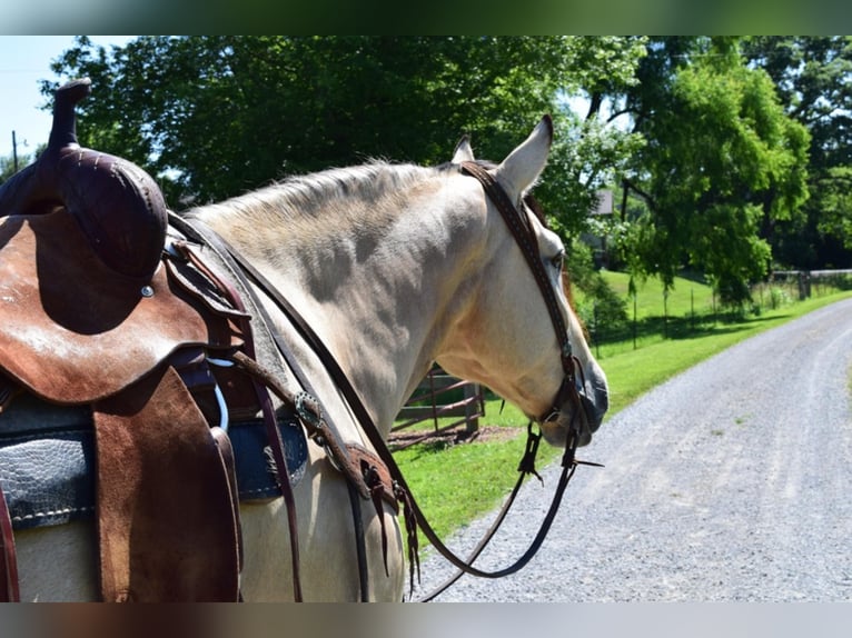 American Quarter Horse Ruin 9 Jaar Buckskin in GreenVille KY