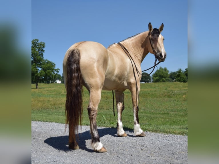 American Quarter Horse Ruin 9 Jaar Buckskin in GreenVille KY