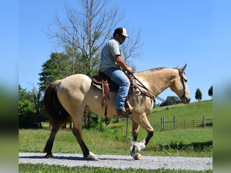 American Quarter Horse Ruin 9 Jaar Buckskin in GreenVille KY