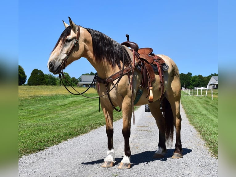 American Quarter Horse Ruin 9 Jaar Buckskin in GreenVille KY