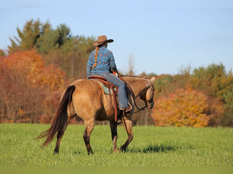 American Quarter Horse Ruin 9 Jaar Buckskin in Clarion