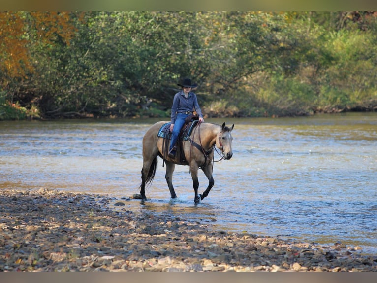 American Quarter Horse Ruin 9 Jaar Buckskin in Clarion